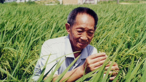 袁隆平，杂交水稻之父